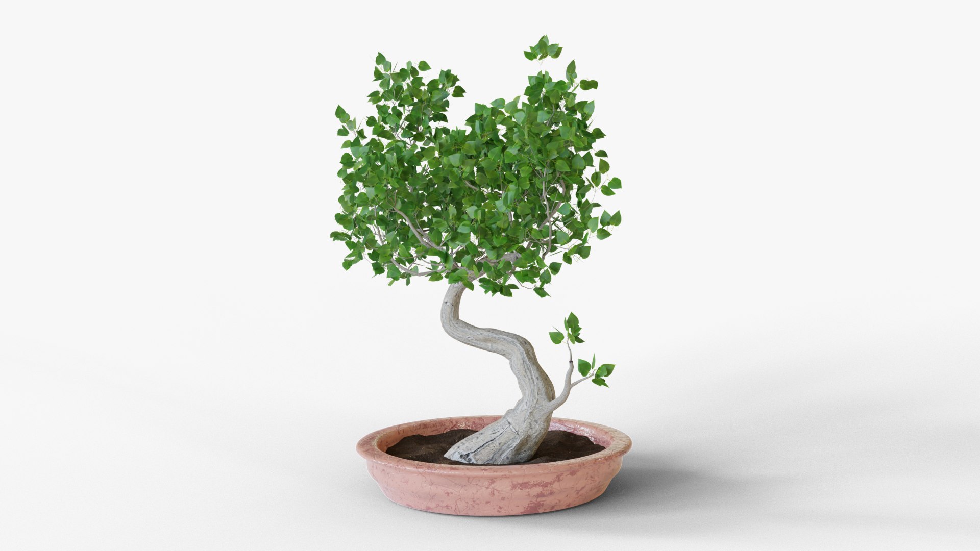 3D Bonsai tree https://p.turbosquid.com/ts-thumb/mW/KSbwGH/gd/bonsai_06/png/1630746826/1920x1080/fit_q87/93b1bea9c0559d4ca2042b20c2a45f1390b92360/bonsai_06.jpg