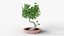 Bonsai Tree