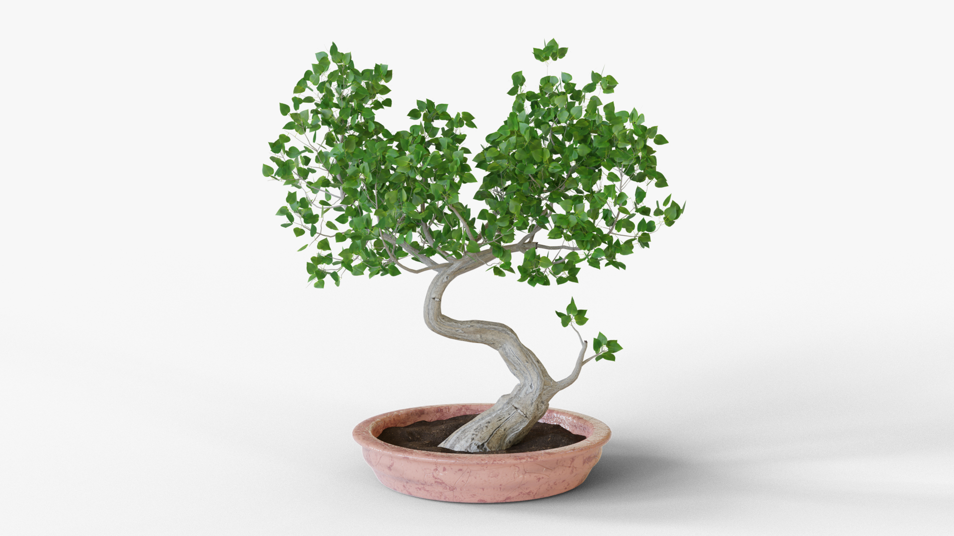 3D Bonsai tree https://p.turbosquid.com/ts-thumb/mW/KSbwGH/mM/bonsai/png/1630747605/1920x1080/turn_fit_q99/09ad6969d3fef2cf2df4ec98f473642aa1fdd76a/bonsai-1.jpg