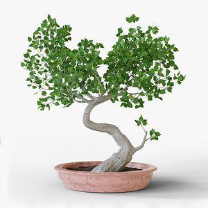 Bonsai Tree