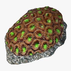 3d model coral honeycomb