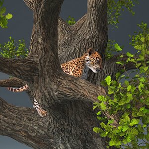 Leopard Cub on Ancient Twisted Tree Fur