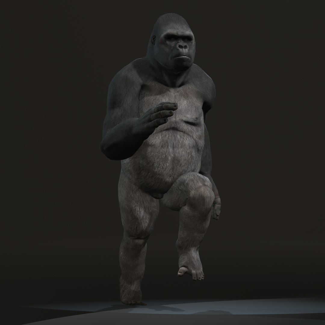 gorilla 3D model https://p.turbosquid.com/ts-thumb/mW/VeBL6v/D8/gorilla7/jpg/1654664768/1920x1080/fit_q87/7f9bac3dccbc7ad5f2f0fecb629b16a2471ef039/gorilla7.jpg