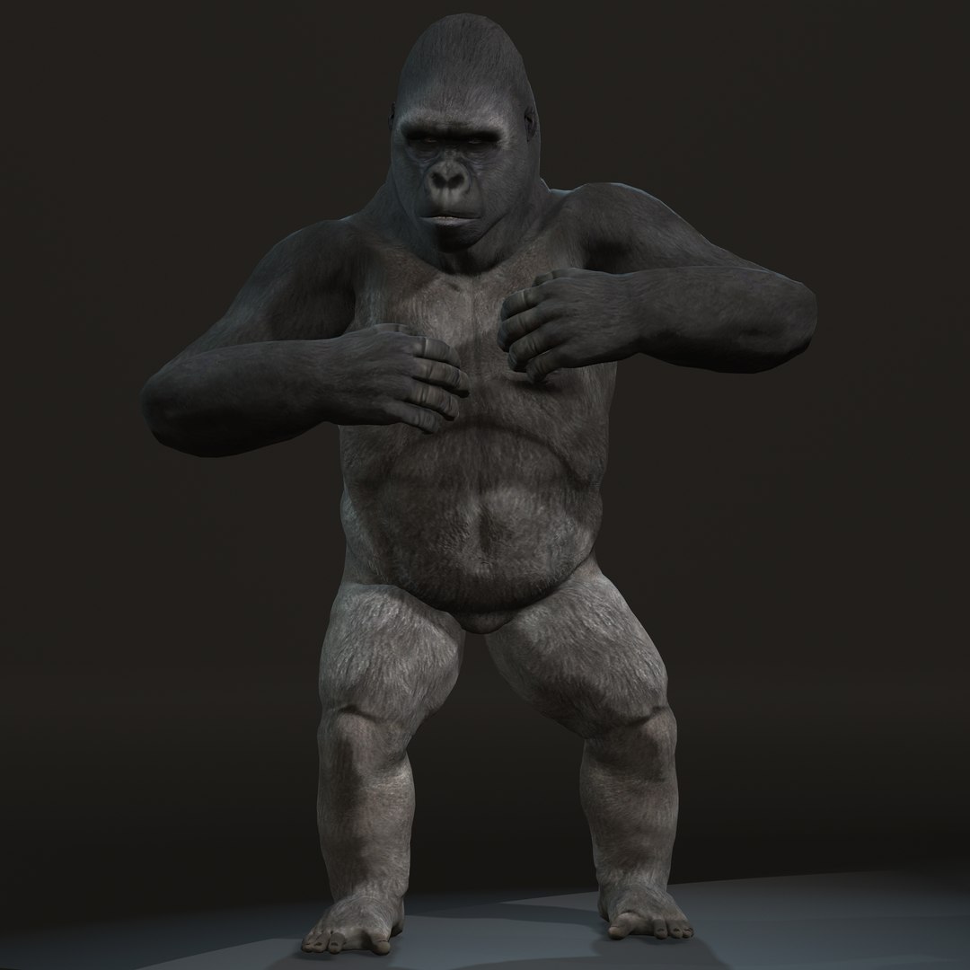gorilla 3D model https://p.turbosquid.com/ts-thumb/mW/VeBL6v/TY/gorilla1/jpg/1654664592/1920x1080/fit_q87/47e78f7d8bd14bacb14b3cfeda81214603b86d7e/gorilla1.jpg