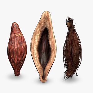 Betel Nut Areca Catechu