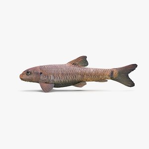 red garra doctorfish 3D model