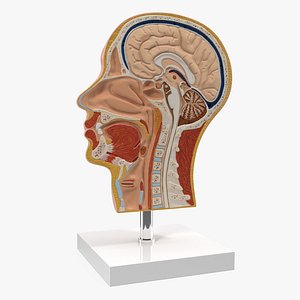 3D section human head anatomy