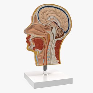 Section Of Human Head Anatomy Model
