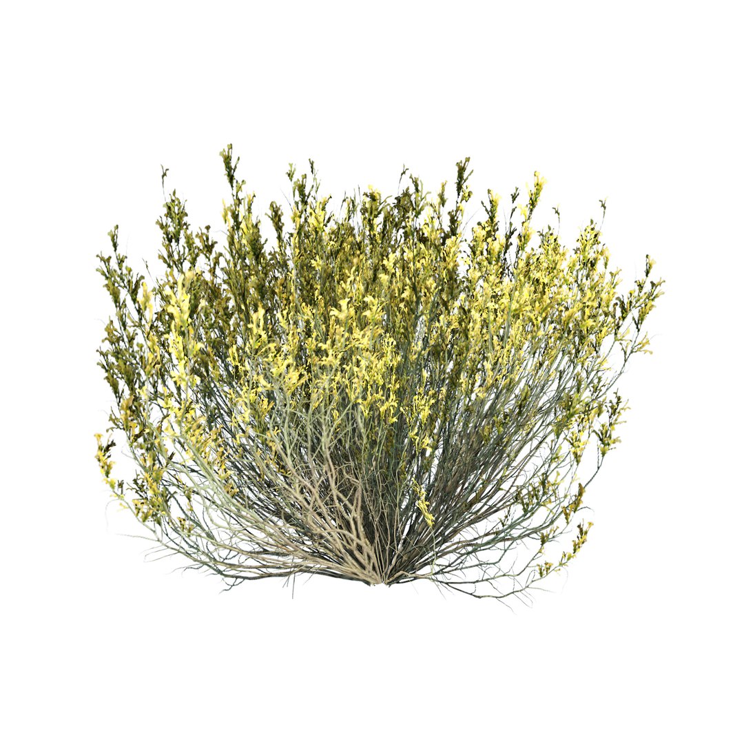 low poly Desert Vegetation 3D https://p.turbosquid.com/ts-thumb/mX/ctMN12/Tl/0502/jpg/1690294515/1920x1080/fit_q87/2b09121e4f1b3ed9eeca400b8e4ae14f6b403812/0502.jpg