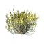 low poly Desert Vegetation