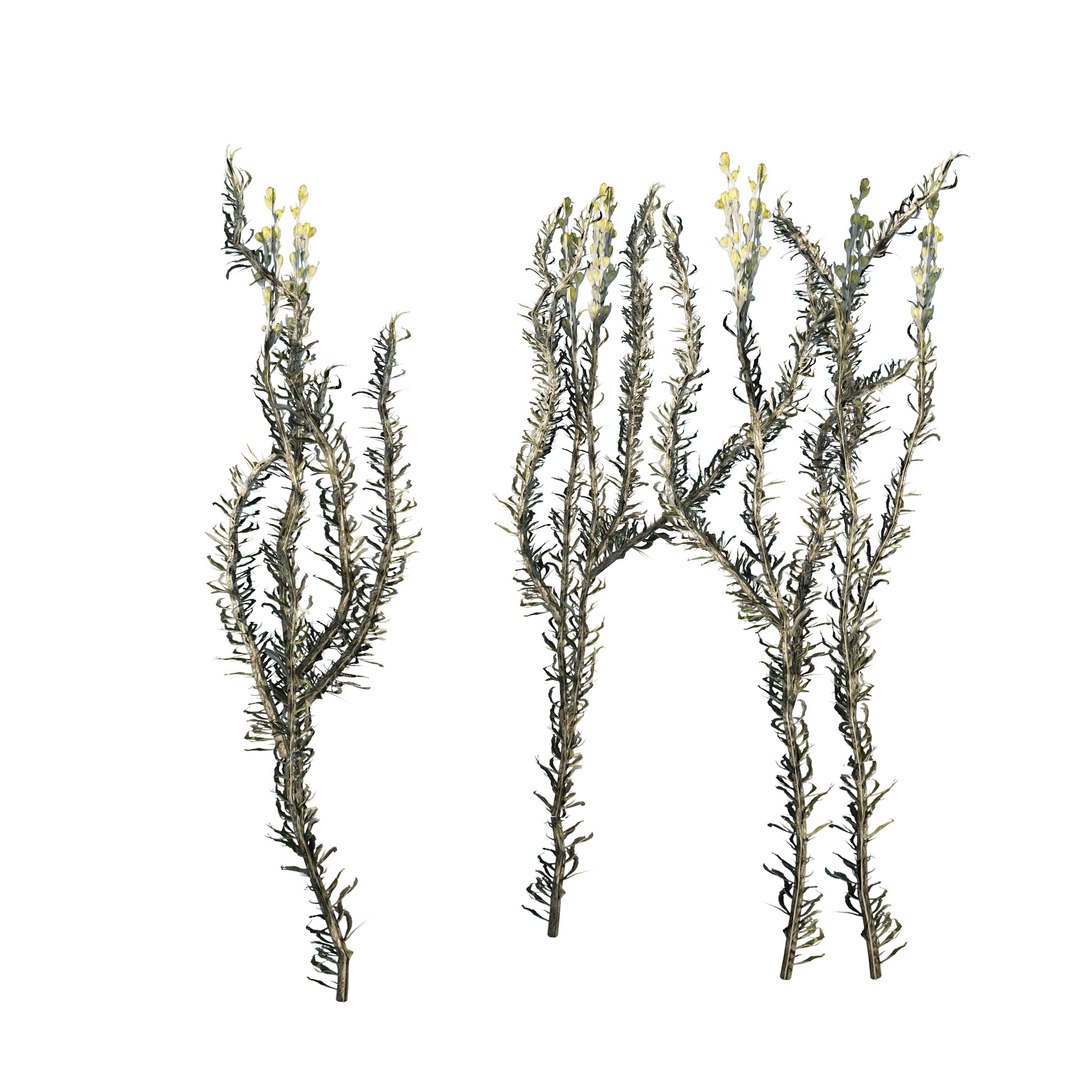 low poly Desert Vegetation 3D https://p.turbosquid.com/ts-thumb/mX/ctMN12/vp/0702/jpg/1690294528/1920x1080/fit_q87/ca9a239733d3e6d63aa237e11ed1369dfec18f10/0702.jpg