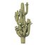 low poly Desert Vegetation