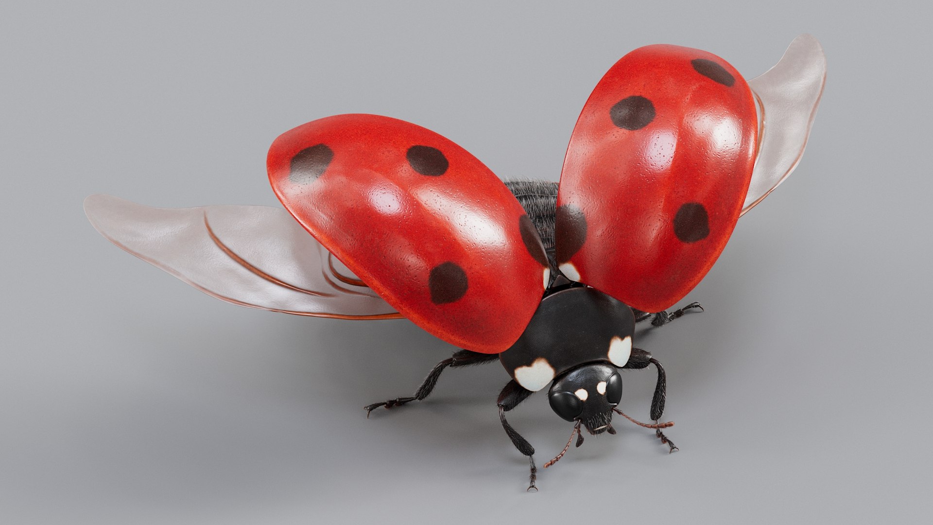 Ladybug Rigged Xgen 3D https://p.turbosquid.com/ts-thumb/mX/iIVhOl/2F/ladybug_main_10/jpg/1761638573/1920x1080/fit_q87/54aaf068f8385a72cea06967eac5e6fd16587d71/ladybug_main_10.jpg