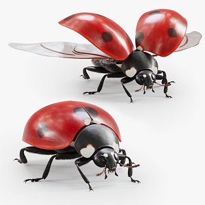 Ladybug Rigged Xgen