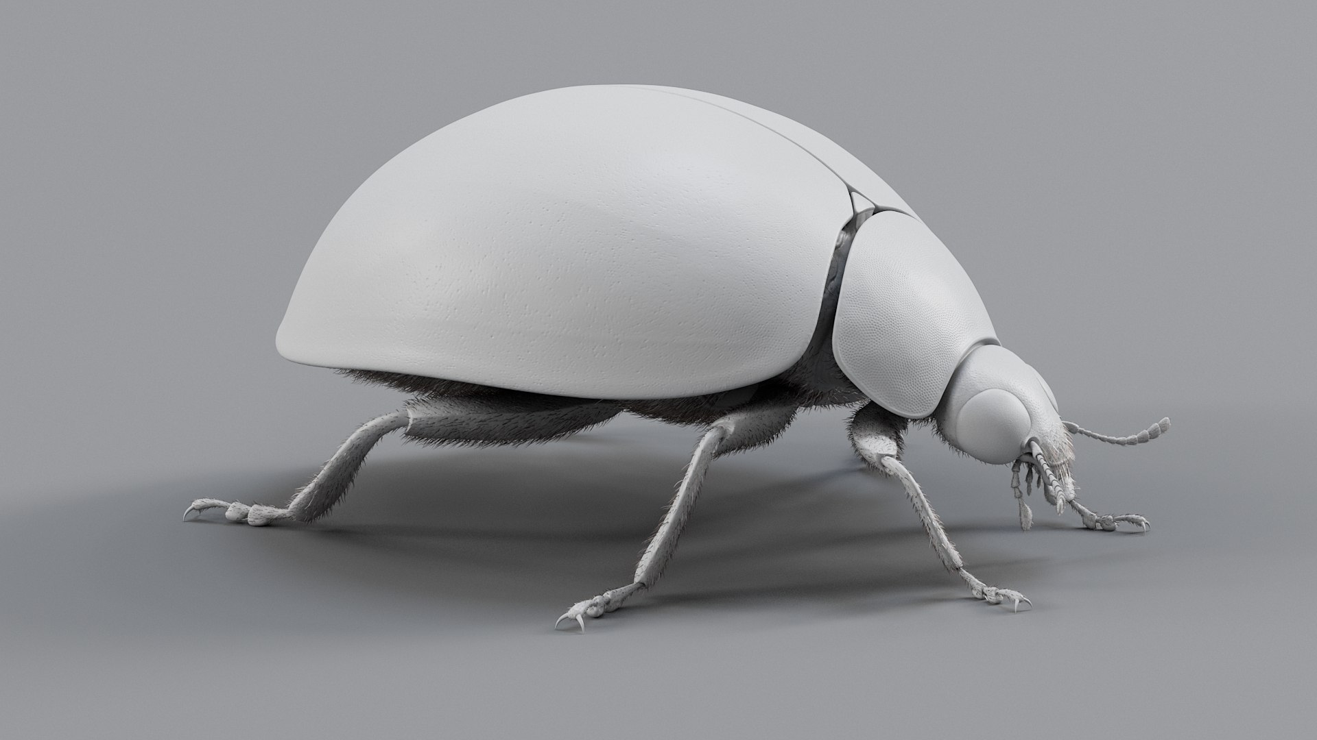 Ladybug Rigged Xgen 3D https://p.turbosquid.com/ts-thumb/mX/iIVhOl/Ei/ladybug_main_18/jpg/1761638583/1920x1080/fit_q87/12f4239f3463a3a0f06ae4ce54f3136290e62591/ladybug_main_18.jpg
