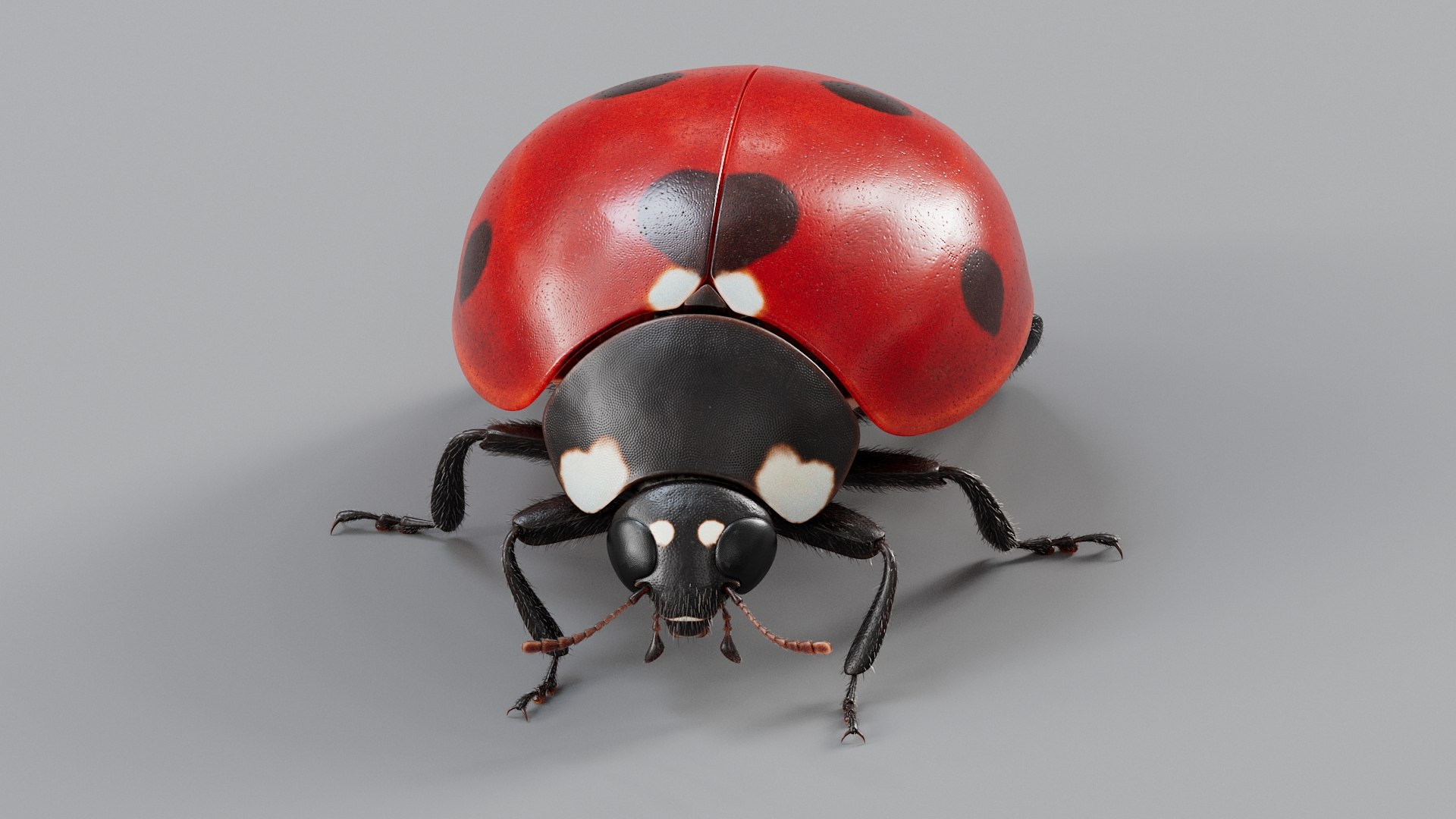 Ladybug Rigged Xgen 3D https://p.turbosquid.com/ts-thumb/mX/iIVhOl/MW/ladybug_main_09/jpg/1761638570/1920x1080/fit_q87/6fcc2a1d7d37ea394249317828656bf1f652b0c1/ladybug_main_09.jpg