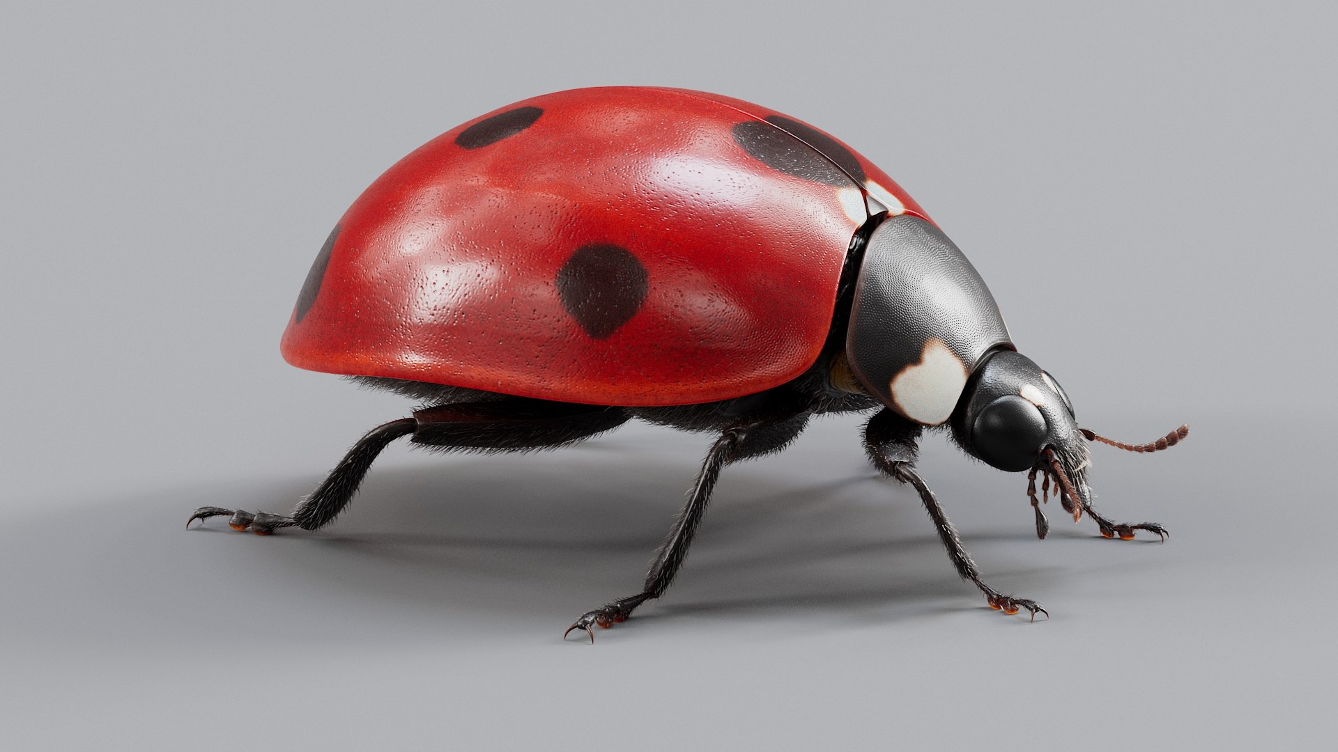 Ladybug Rigged Xgen 3D https://p.turbosquid.com/ts-thumb/mX/iIVhOl/SP/ladybug_main_05/jpg/1761638567/1920x1080/fit_q87/f6e585a01cf051c7f566259941096310a7ef59de/ladybug_main_05.jpg