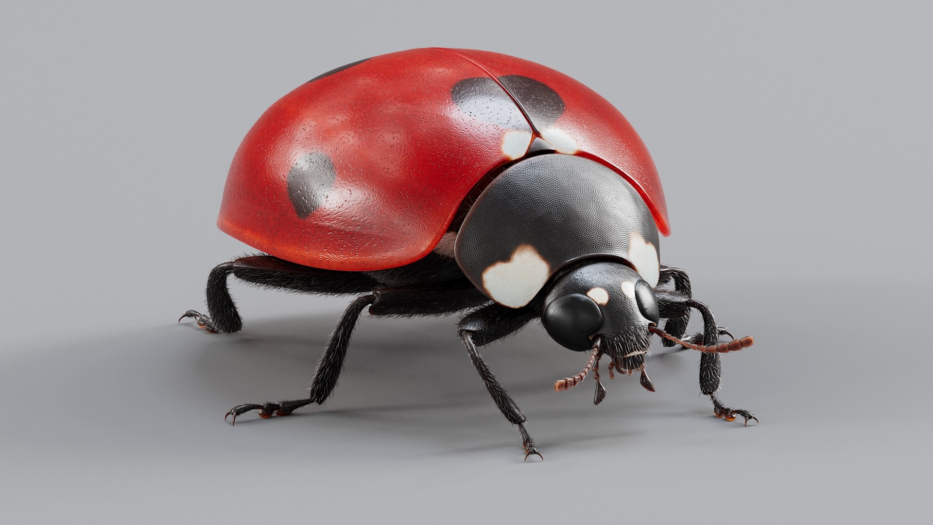 Ladybug Rigged Xgen 3D https://p.turbosquid.com/ts-thumb/mX/iIVhOl/Uo/ladybug_main_04/jpg/1761638566/1920x1080/fit_q87/421fd8d6ed48e2357a5b876a1cdbecaa231828ef/ladybug_main_04.jpg