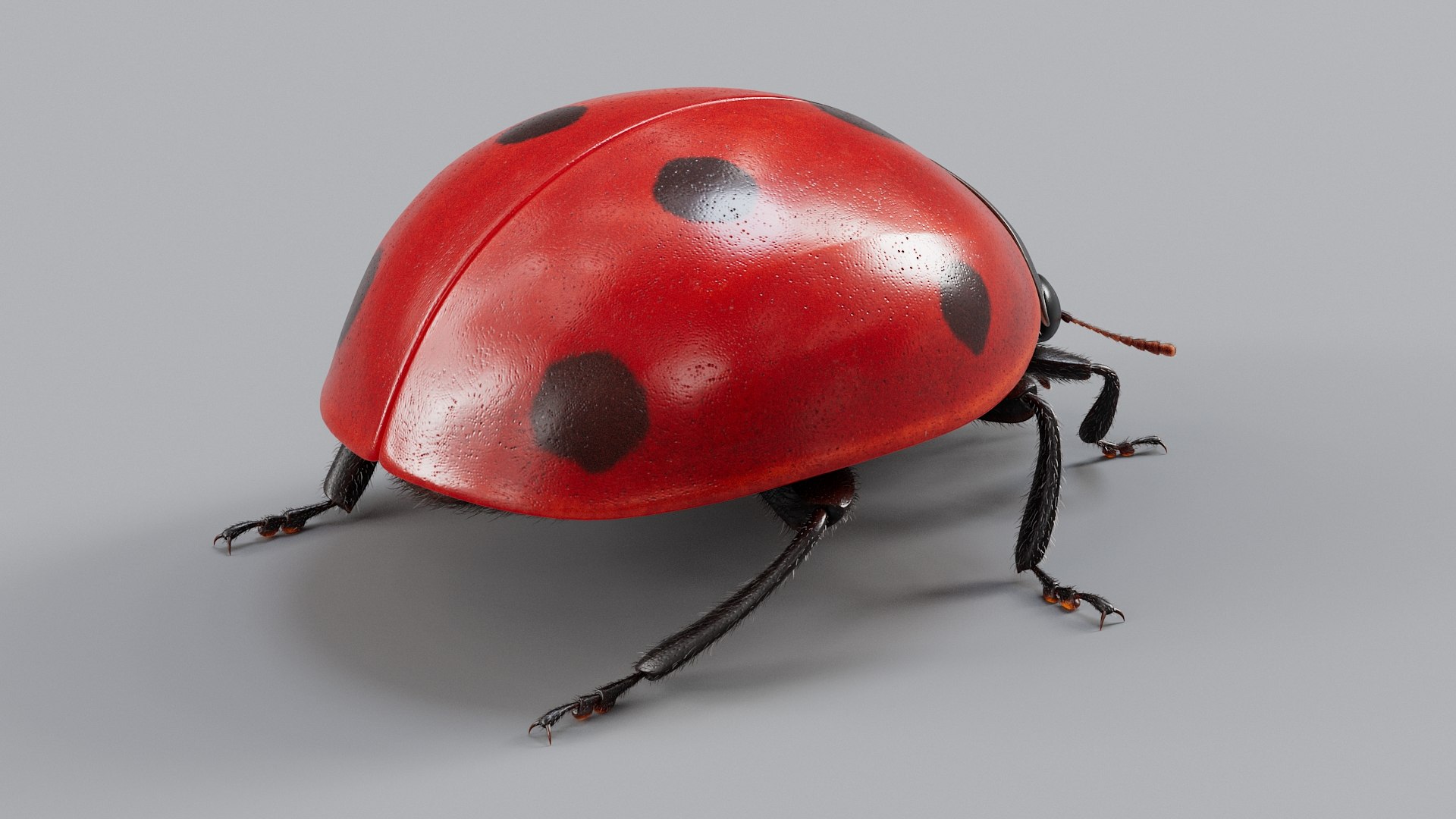 Ladybug Rigged Xgen 3D https://p.turbosquid.com/ts-thumb/mX/iIVhOl/Xl/ladybug_main_06/jpg/1761638566/1920x1080/fit_q87/081bac7fd956d6076ce97729eb6182906cc0059d/ladybug_main_06.jpg
