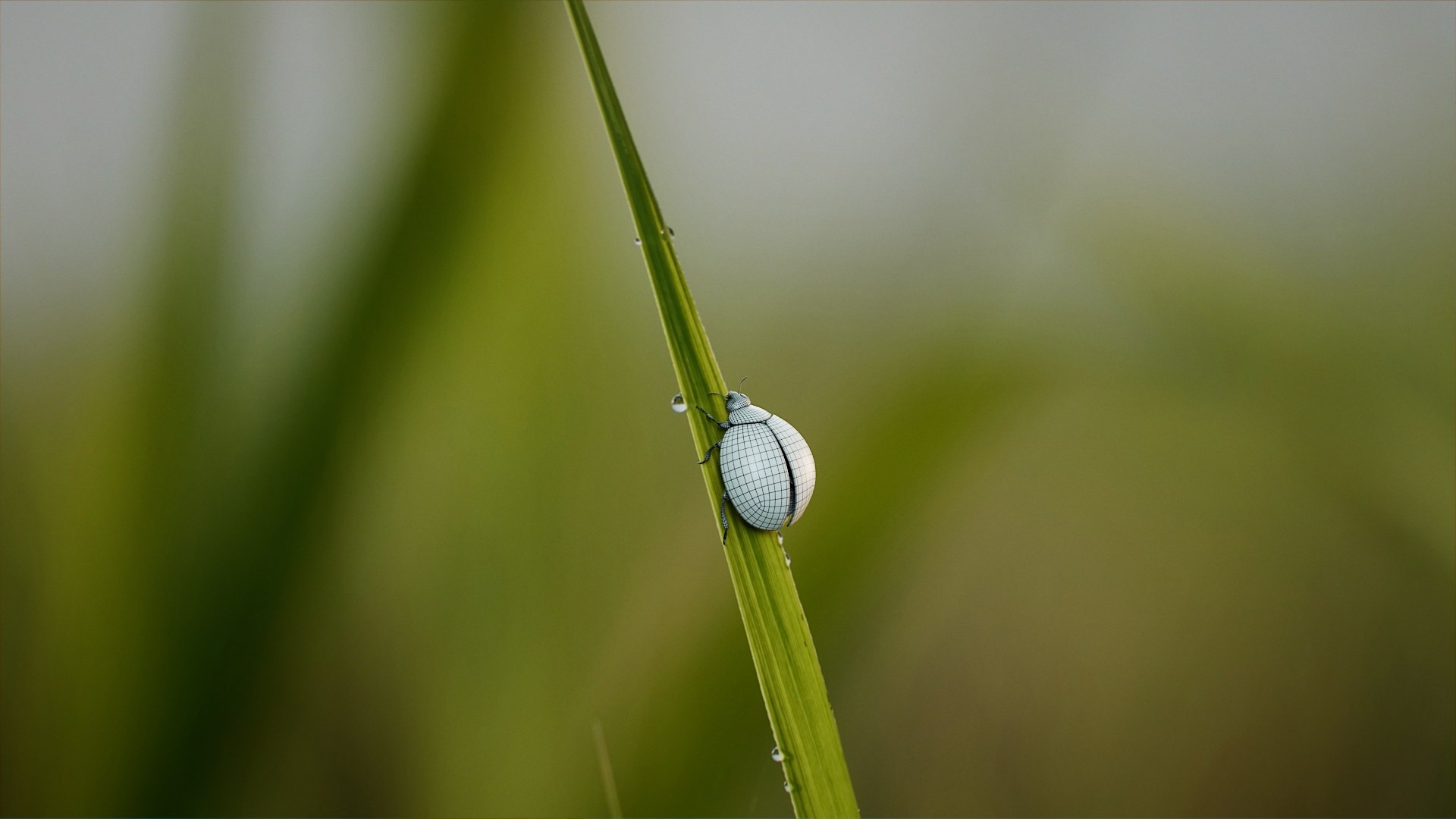 Ladybug Rigged Xgen 3D https://p.turbosquid.com/ts-thumb/mX/iIVhOl/ZP/ladybug_on_nat_bg_01_02/jpg/1761638237/1920x1080/fit_q87/b78536ae67414f1d6f47287b9dd03409534475aa/ladybug_on_nat_bg_01_02.jpg