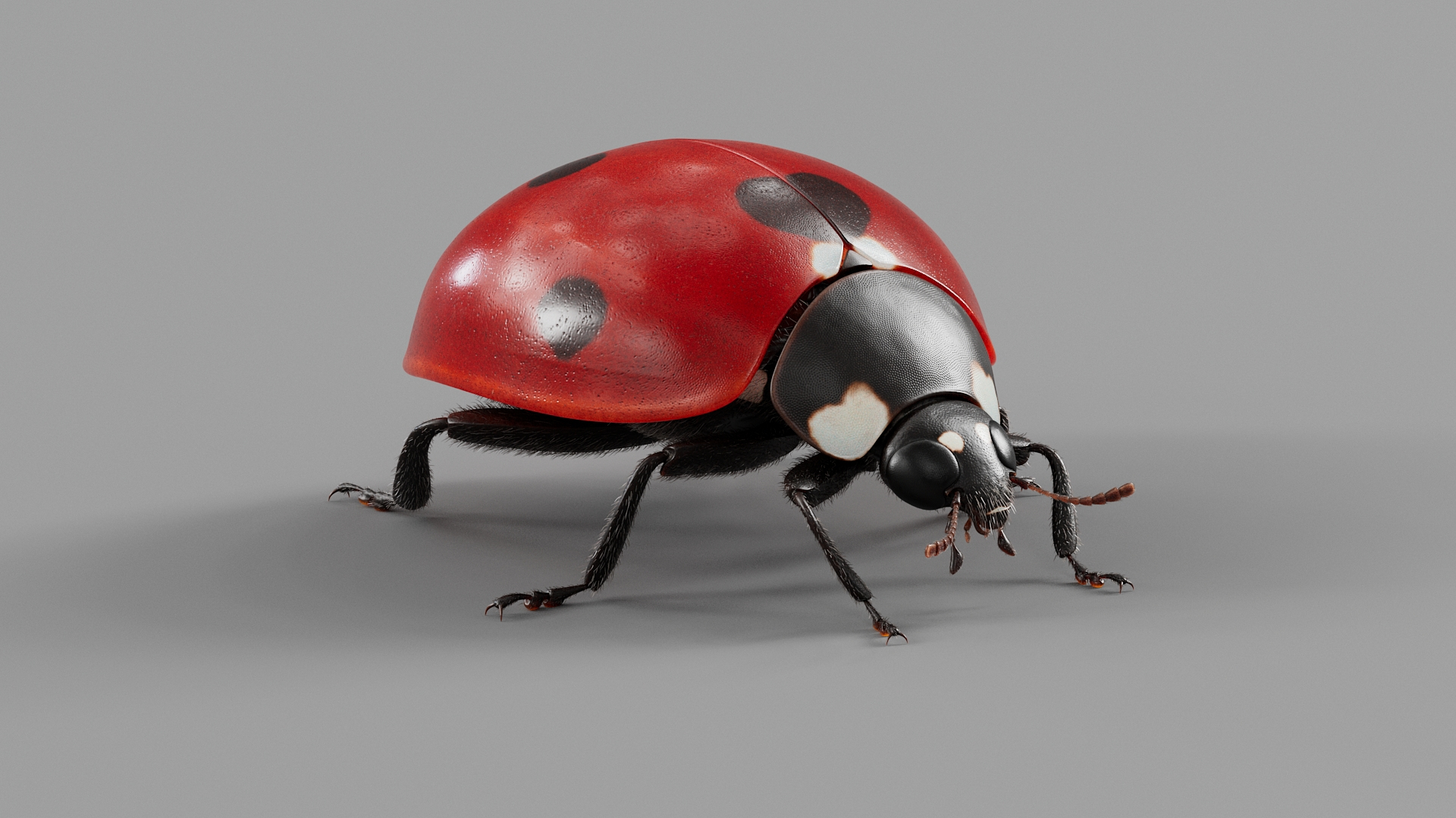 Ladybug Rigged Xgen 3D https://p.turbosquid.com/ts-thumb/mX/iIVhOl/mh/ladybugtba/jpg/1761638422/1920x1080/turn_fit_q99/7869872baf029f91453aef39eec8a888d103984b/ladybugtba-1.jpg
