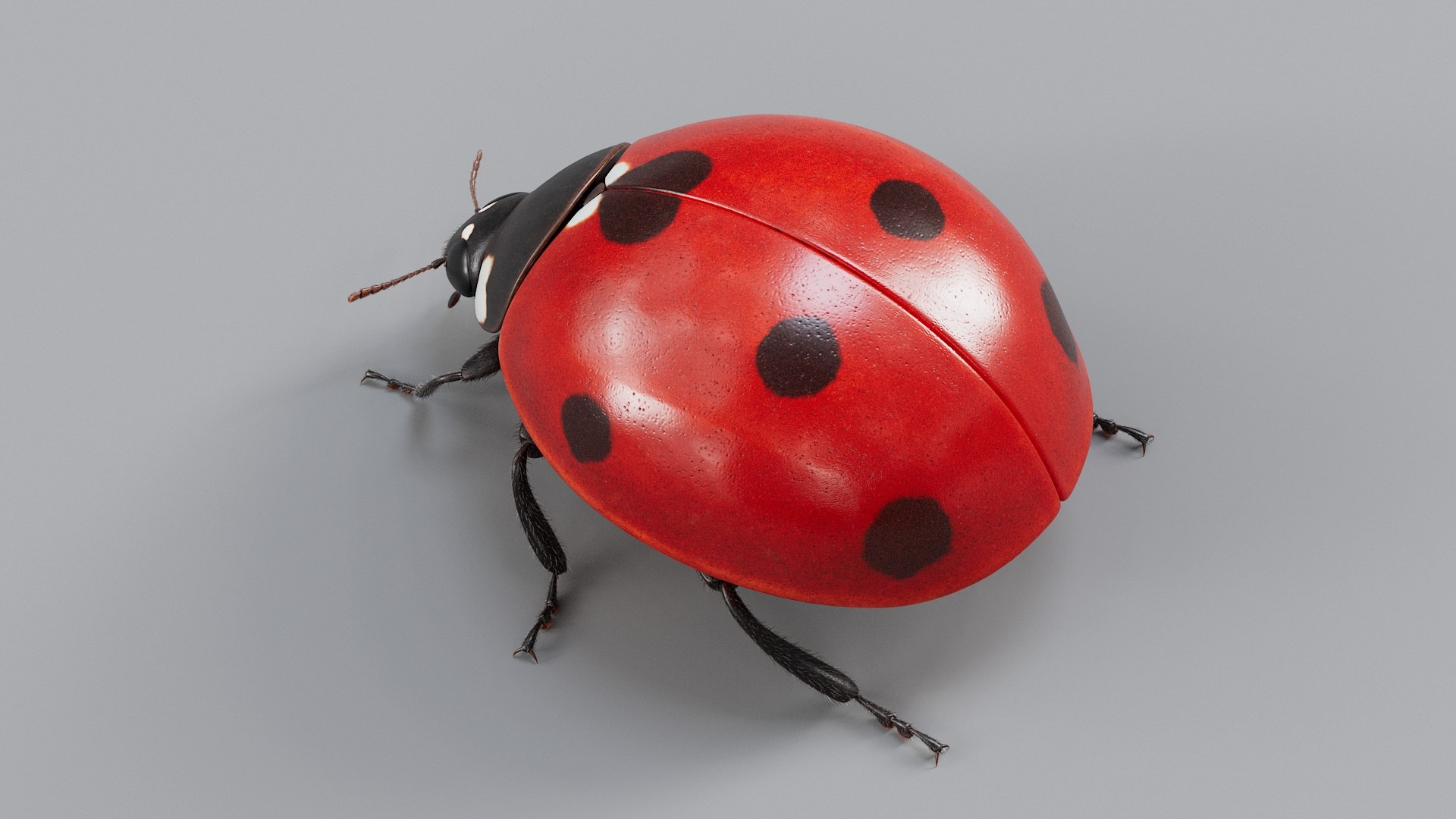 Ladybug Rigged Xgen 3D https://p.turbosquid.com/ts-thumb/mX/iIVhOl/s2/ladybug_main_07/jpg/1761638569/1920x1080/fit_q87/9aa0347b8b4bc2b16cd4dfd0de1d17c6c100e88c/ladybug_main_07.jpg