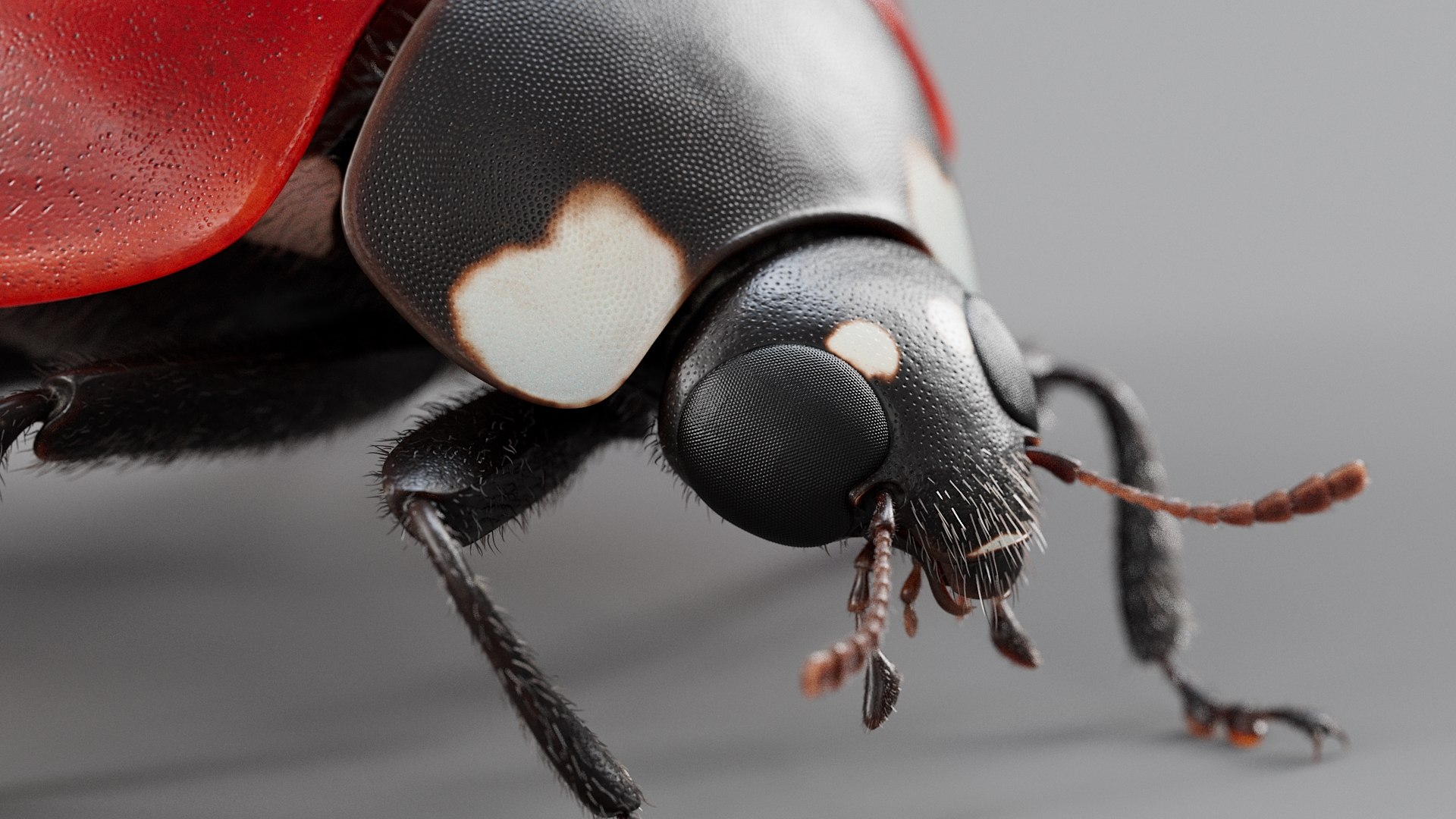 Ladybug Rigged Xgen 3D https://p.turbosquid.com/ts-thumb/mX/iIVhOl/ti/ladybug_main_13/jpg/1761638577/1920x1080/fit_q87/b30370a95210a5ebc79fe95da1f0263979d17c3c/ladybug_main_13.jpg