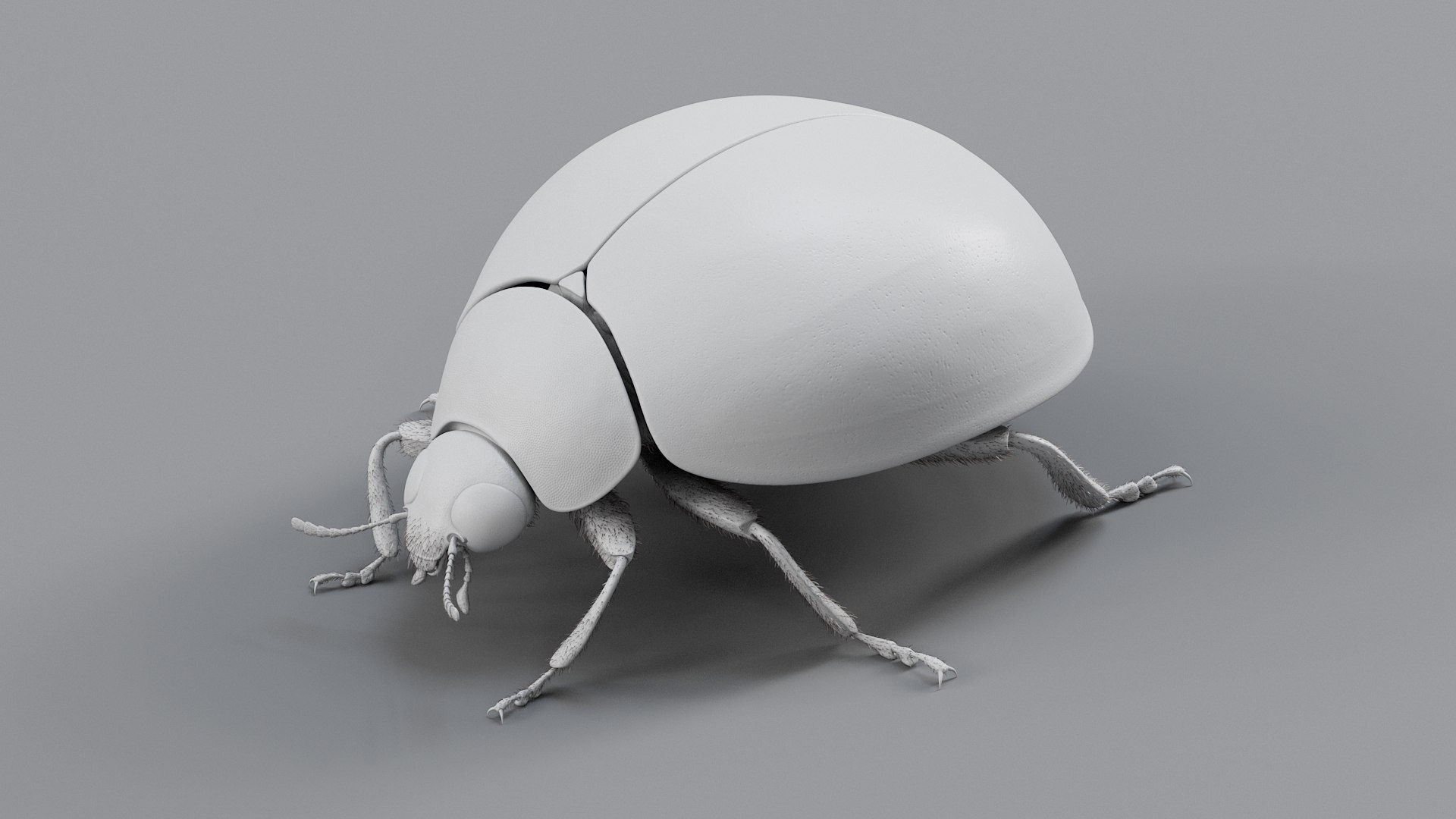 Ladybug Rigged Xgen 3D https://p.turbosquid.com/ts-thumb/mX/iIVhOl/ty/ladybug_main_21/jpg/1761638588/1920x1080/fit_q87/918ca28e5046f9b7dbc9a1ffdfe90a38c416672e/ladybug_main_21.jpg