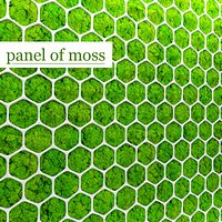 Fytowall moss 3D