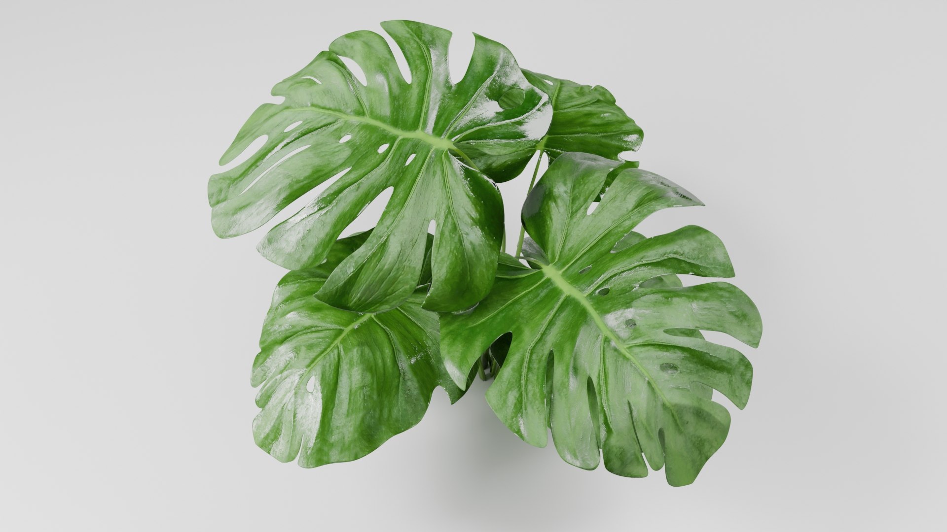 3D model Tropical Monstera Plant https://p.turbosquid.com/ts-thumb/mX/o94SF1/0X/3/jpg/1752610396/1920x1080/fit_q87/9d048df6008c614366e0942fc11636f2a866e904/3.jpg
