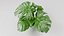 Planta Monstera Tropical