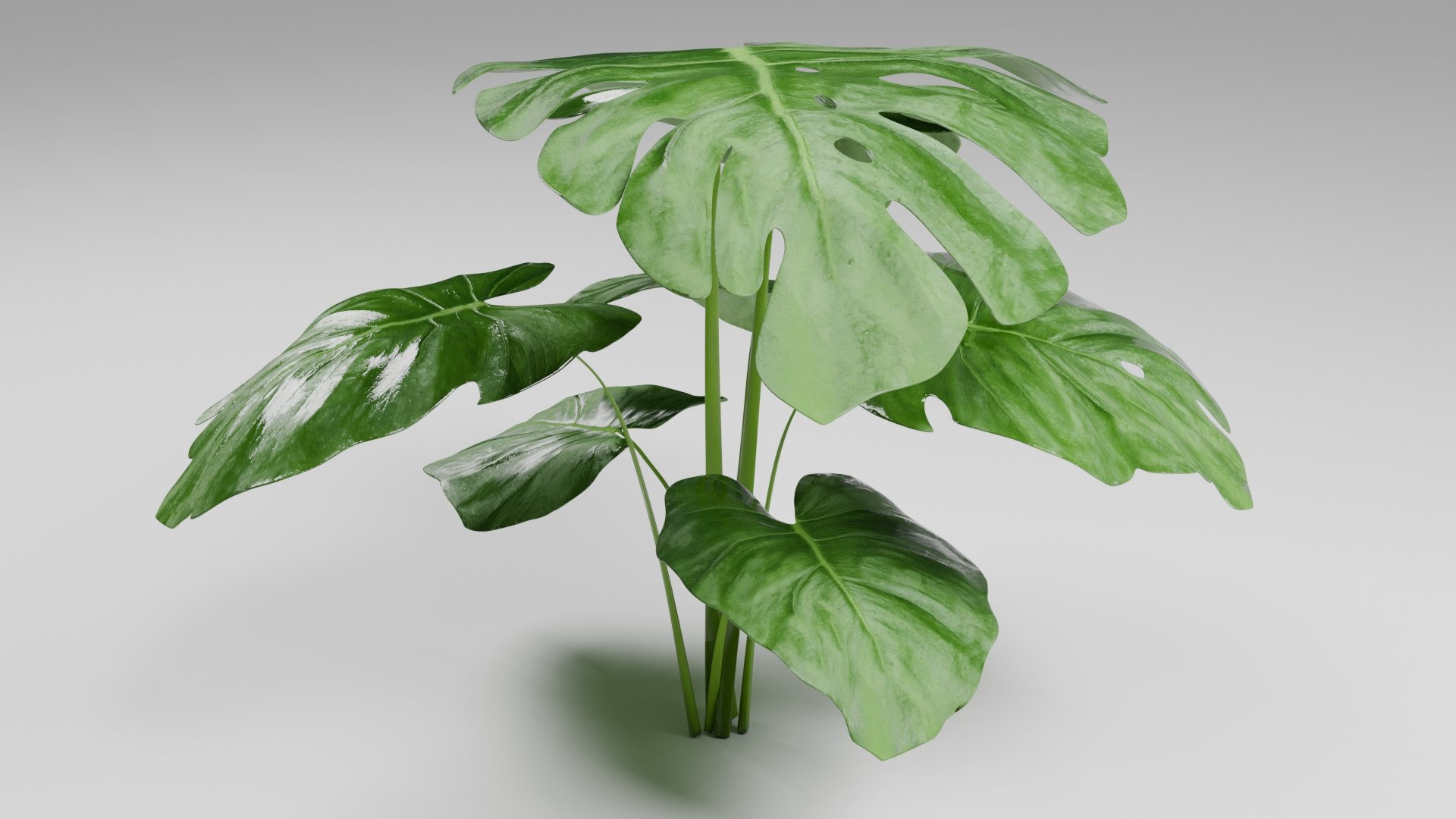 3D model Tropical Monstera Plant https://p.turbosquid.com/ts-thumb/mX/o94SF1/Fa/4/jpg/1752610397/1920x1080/fit_q87/01f6ef2bfbf7dc45eb42cced1f0a76179a5c91d2/4.jpg