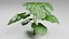 Planta Monstera Tropical