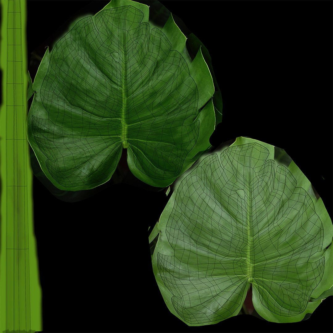 3D model Tropical Monstera Plant https://p.turbosquid.com/ts-thumb/mX/o94SF1/Tl/uv2/jpg/1752610696/1920x1080/fit_q87/0dda8781e814cefc8890ba86da9bedf0600261a6/uv2.jpg