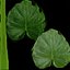 Planta Monstera Tropical