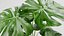 Planta Monstera Tropical