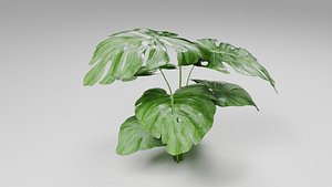 3D model Tropical Monstera Plant