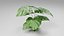 Planta Monstera Tropical