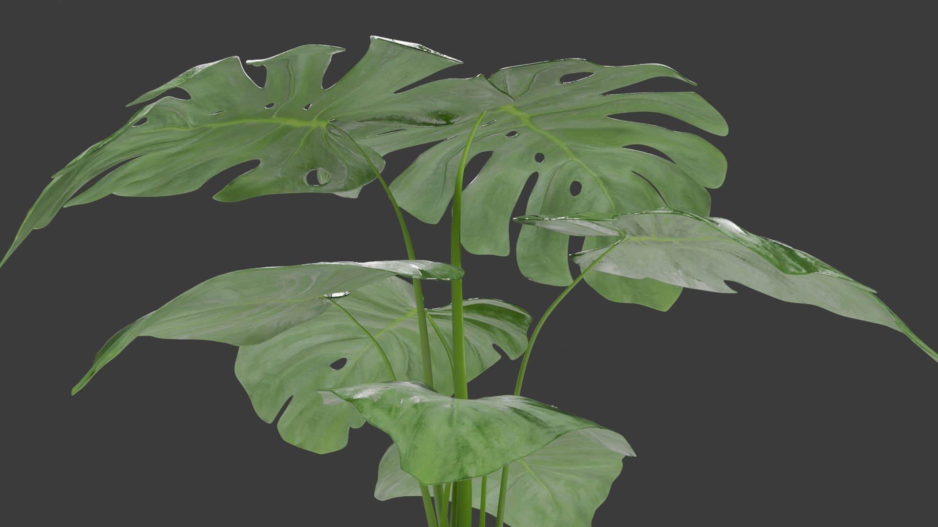 3D model Tropical Monstera Plant https://p.turbosquid.com/ts-thumb/mX/o94SF1/sA/6/jpg/1752610398/1920x1080/fit_q87/41eae9572cddc32404fc62a667efb8daf3d2c4e7/6.jpg