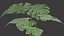 Planta Monstera Tropical
