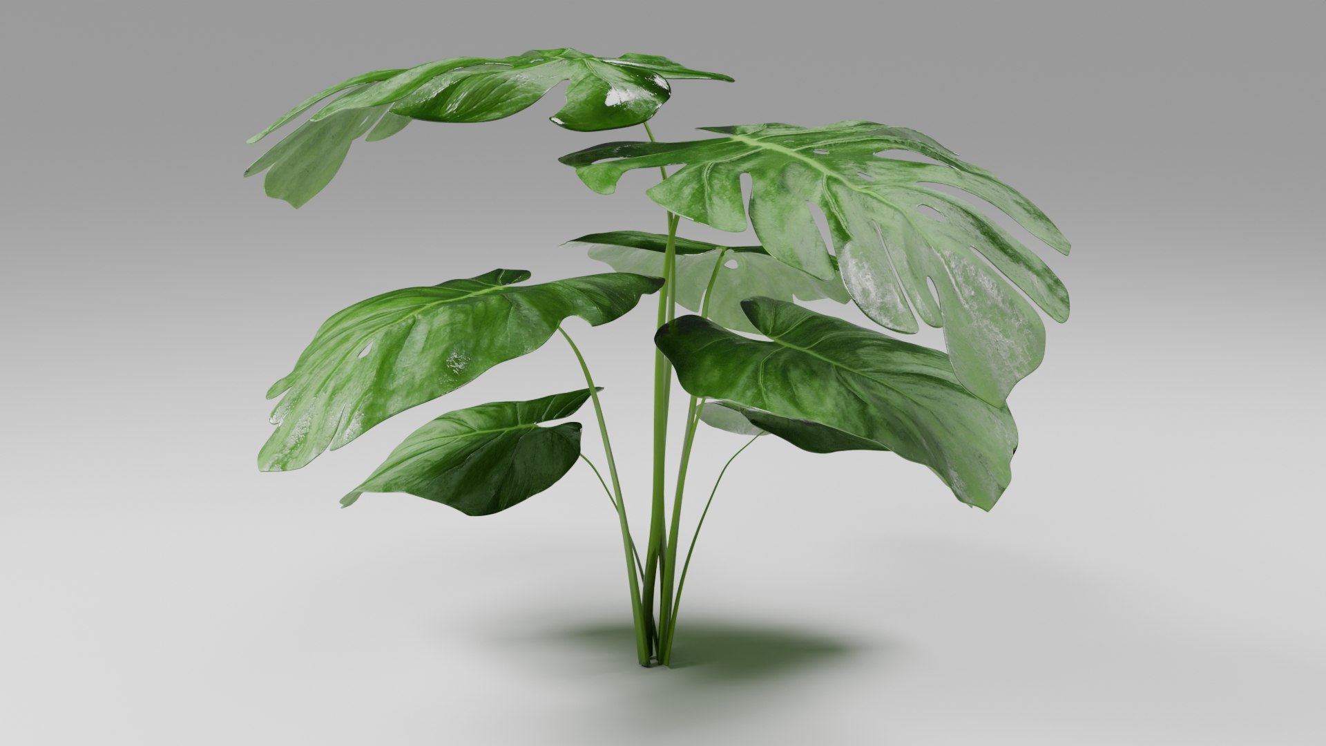 3D model Tropical Monstera Plant https://p.turbosquid.com/ts-thumb/mX/o94SF1/wu/2/jpg/1752610396/1920x1080/fit_q87/7fd4314bbf55048007fa7b45c89fb65b90fd5b5f/2.jpg