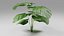 Planta Monstera Tropical