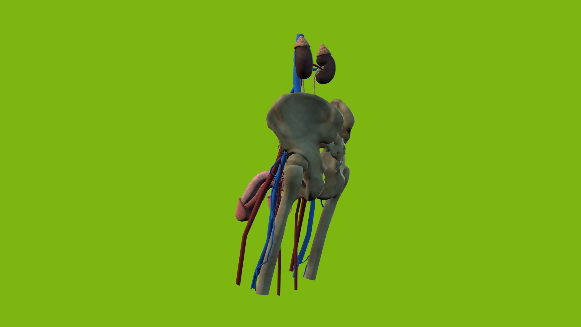 Male Urogenital model https://p.turbosquid.com/ts-thumb/mX/ugac8C/1X/6/jpg/1686660292/1920x1080/fit_q87/40c04f49ce4fed16ce34b91a8f8f38af8f9c8b31/6.jpg