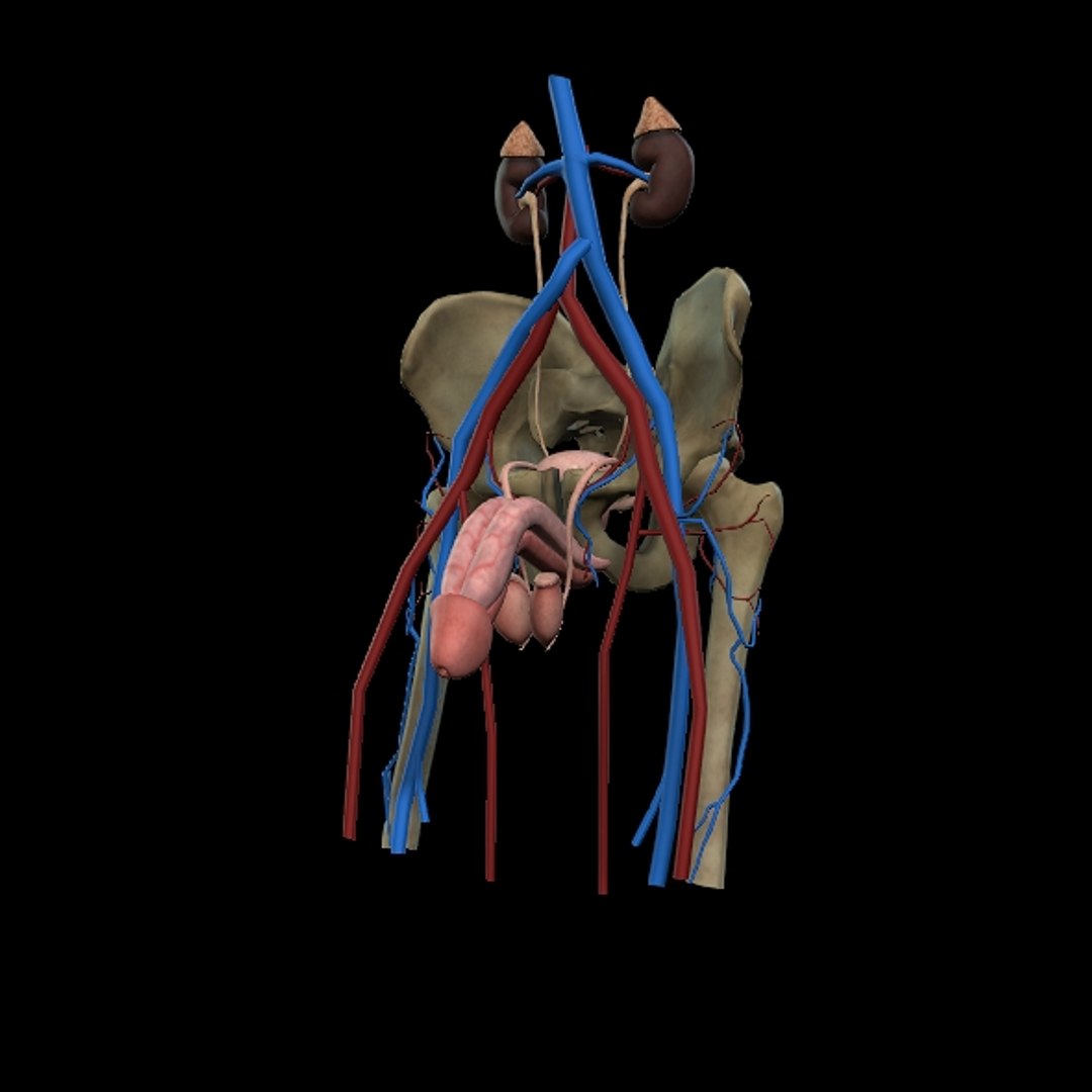Male Urogenital model https://p.turbosquid.com/ts-thumb/mX/ugac8C/3v/p4/jpg/1686660294/1920x1080/fit_q87/b9453a77ecb2fa01d914998a1f0fbc13df82cfec/p4.jpg