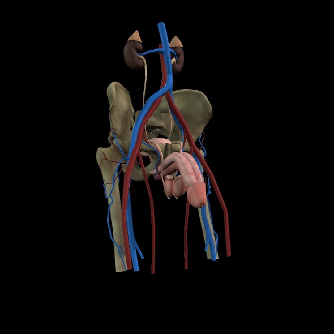 Male Urogenital model https://p.turbosquid.com/ts-thumb/mX/ugac8C/QB/24/jpg/1686660293/1920x1080/fit_q87/ab22439a47da8c1555f6a91168f5cfcd980a2766/24.jpg