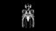 Male Urogenital