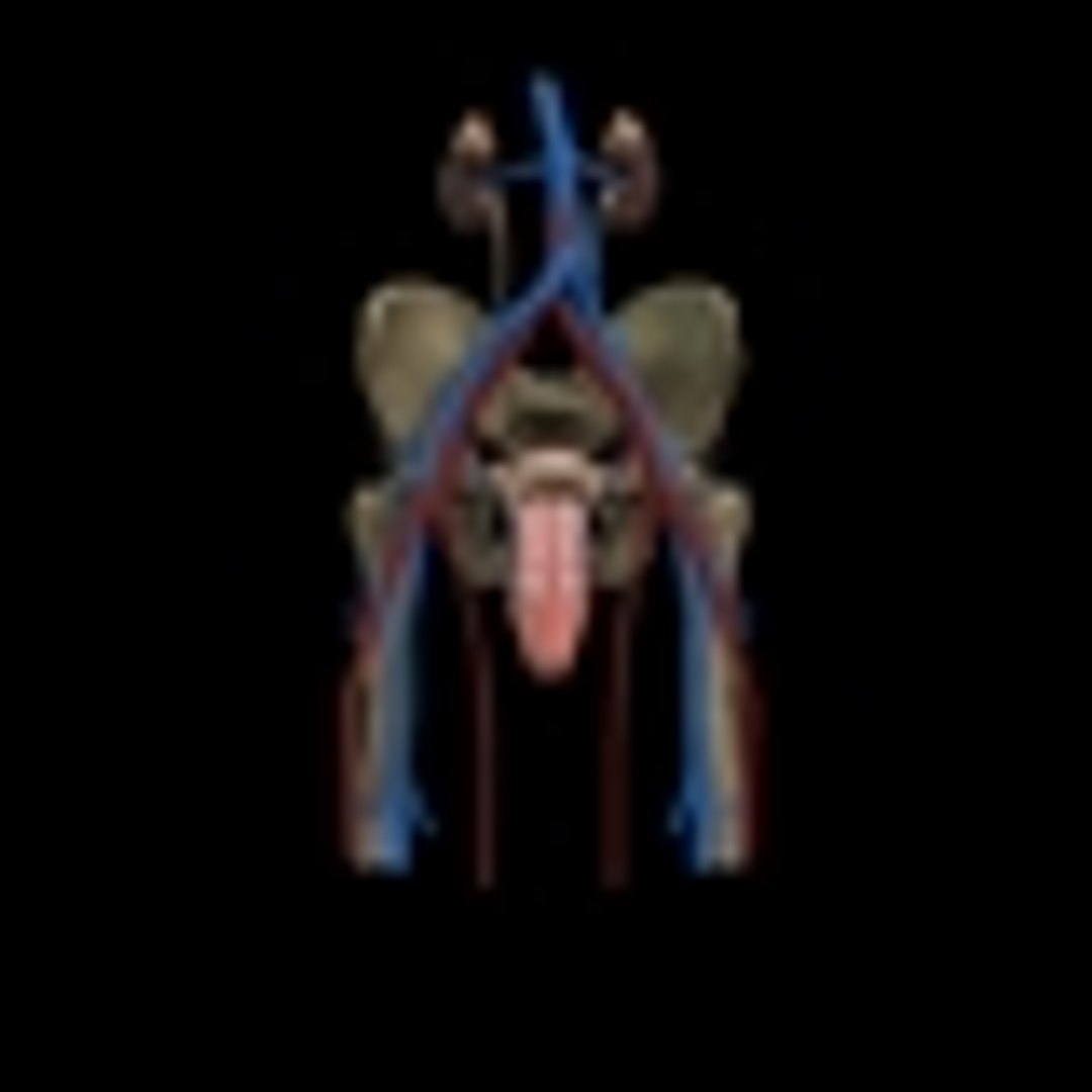 Male Urogenital model https://p.turbosquid.com/ts-thumb/mX/ugac8C/cG/p0/jpg/1686660294/1920x1080/fit_q87/df7c304bd77f03a61067a19eceb04d7a3510e68f/p0.jpg