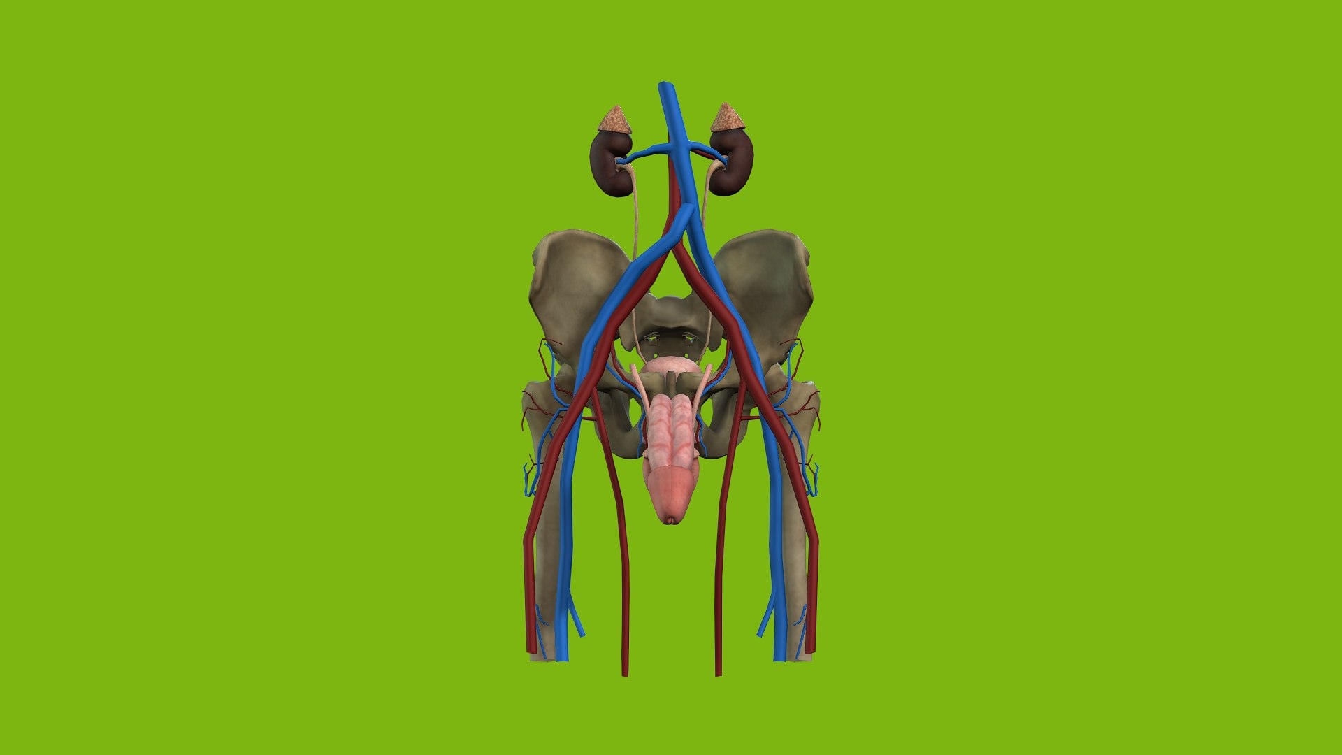 Male Urogenital model https://p.turbosquid.com/ts-thumb/mX/ugac8C/do/0/jpg/1686660288/1920x1080/fit_q87/89f5cb4482135e622a3e66f0f59672cb86f771fd/0.jpg