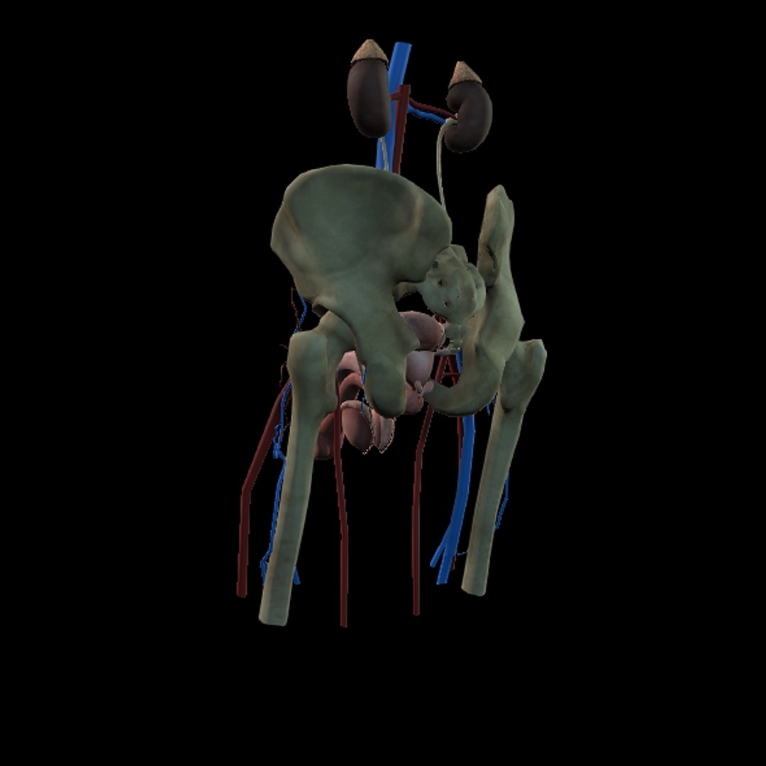 Male Urogenital model https://p.turbosquid.com/ts-thumb/mX/ugac8C/gt/p13/jpg/1686660296/1920x1080/fit_q87/dc786cbe2d91ea010d0ecdacefde6883e1d55ecd/p13.jpg