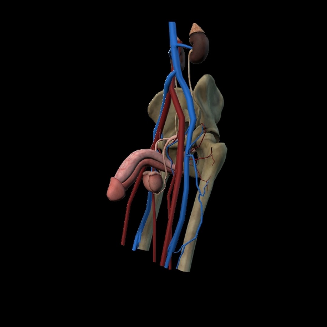 Male Urogenital model https://p.turbosquid.com/ts-thumb/mX/ugac8C/ky/p7/jpg/1686660295/1920x1080/fit_q87/a24b144fd82df528d9ebdf577bbf8d63bbd07df7/p7.jpg
